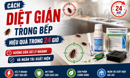 Cách diệt gián trong bếp hiệu quả trong 24 giờ. Hướng dẫn xử lý nhanh và ngăn tái xuất hiện